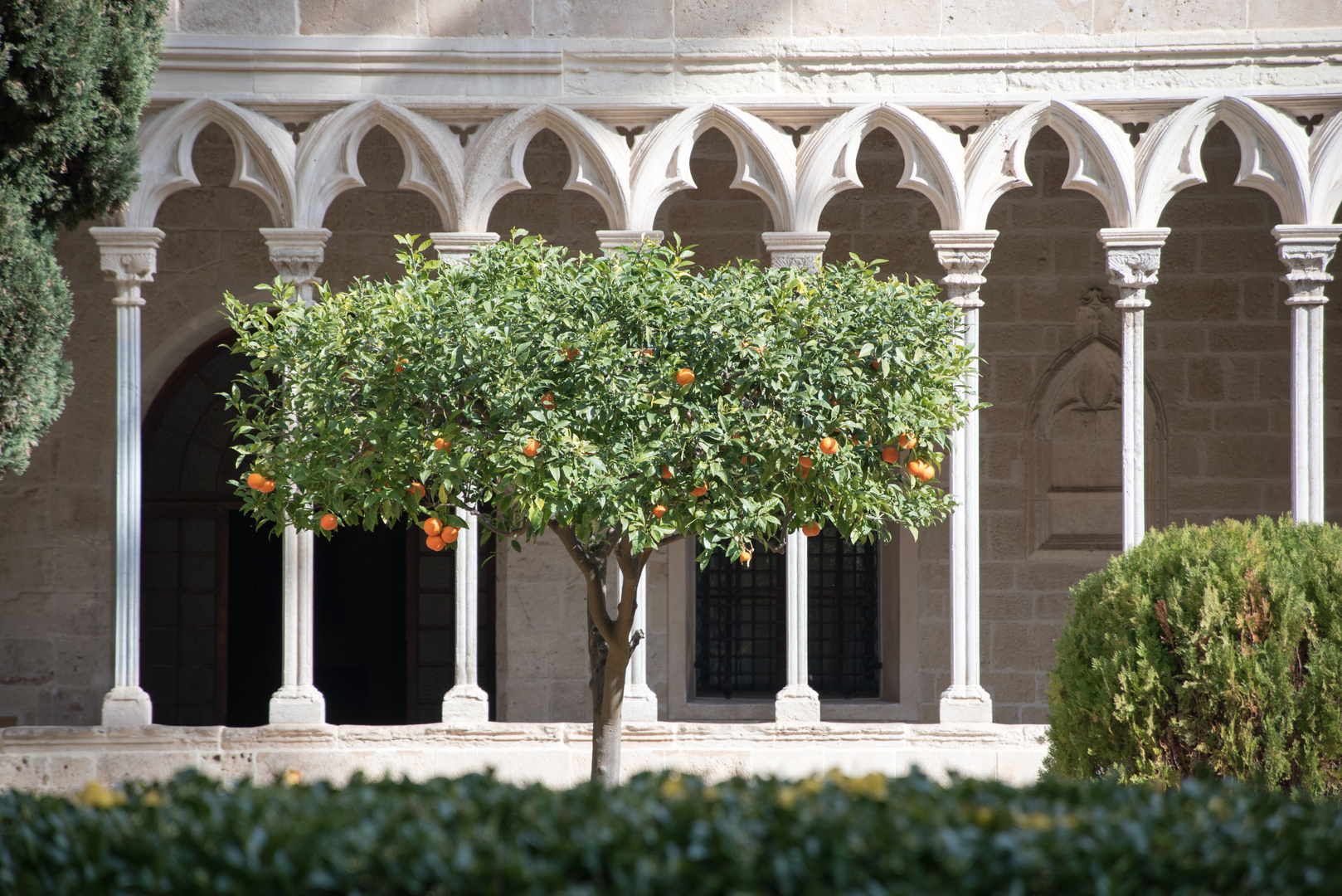 Mallorca 2019-Orangenbaum