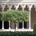 Mallorca 2019-Orangenbaum