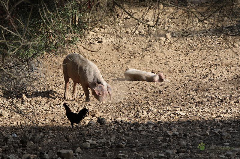 Mallorca