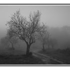 Mallorca am Morgen