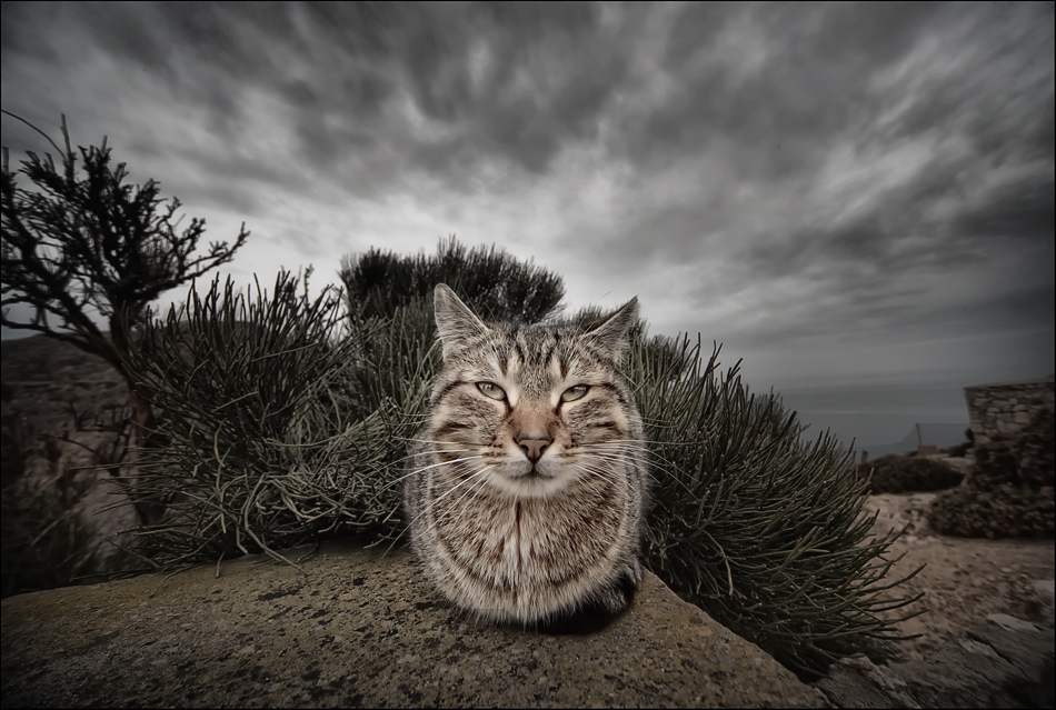 Mallorca -  Cat