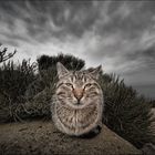 Mallorca -  Cat