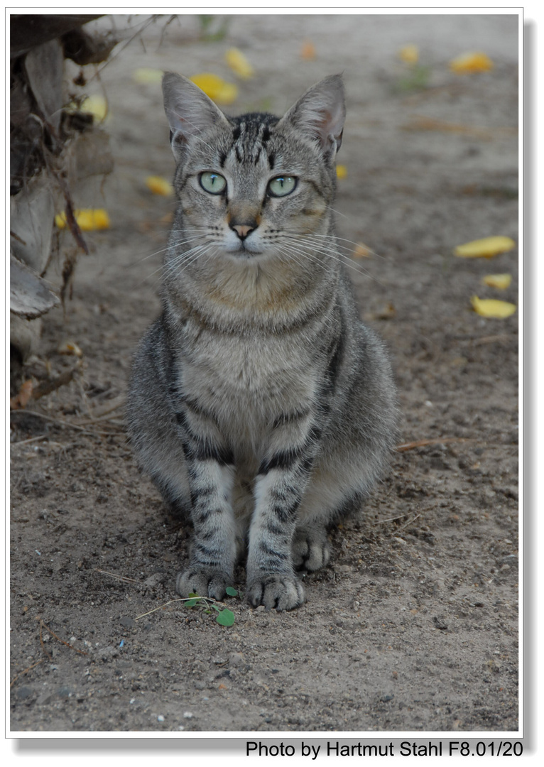 Mallorca, die Freundin vom Kater Garfield (la amiga del gato Garfield)