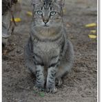 Mallorca, die Freundin vom Kater Garfield (la amiga del gato Garfield)