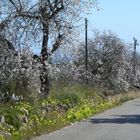 Mallorca en invierno