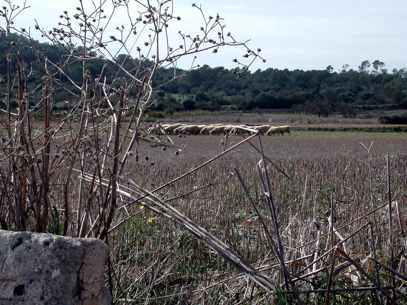 Mallorca, flaches Land