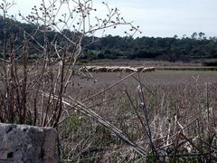 Mallorca, flaches Land