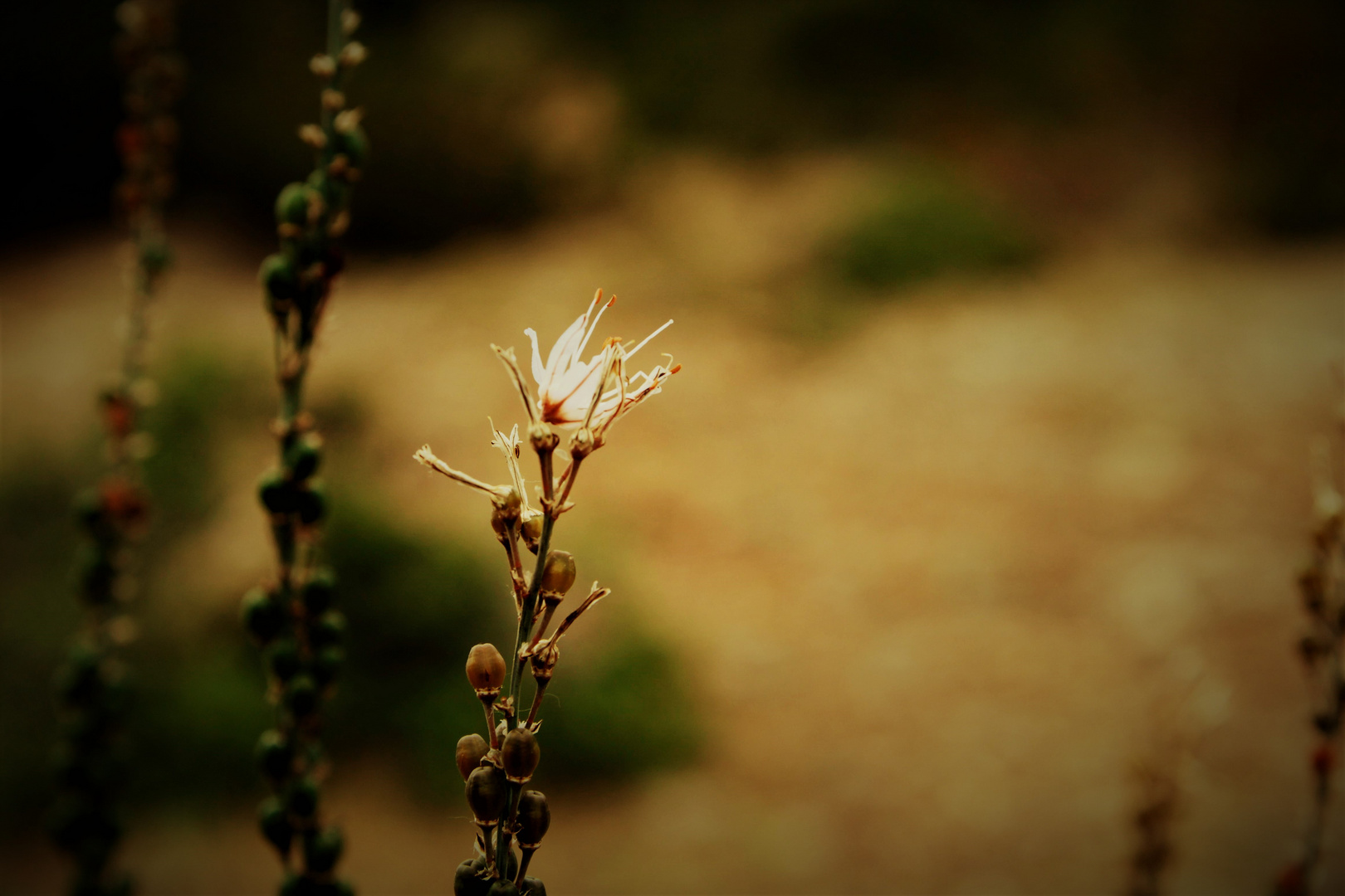 Mallorca Flora   1