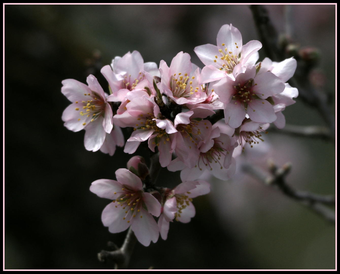 Mallorca: Frühling  Zeit der Mandelblüten