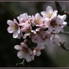 Mallorca: Frühling  Zeit der Mandelblüten