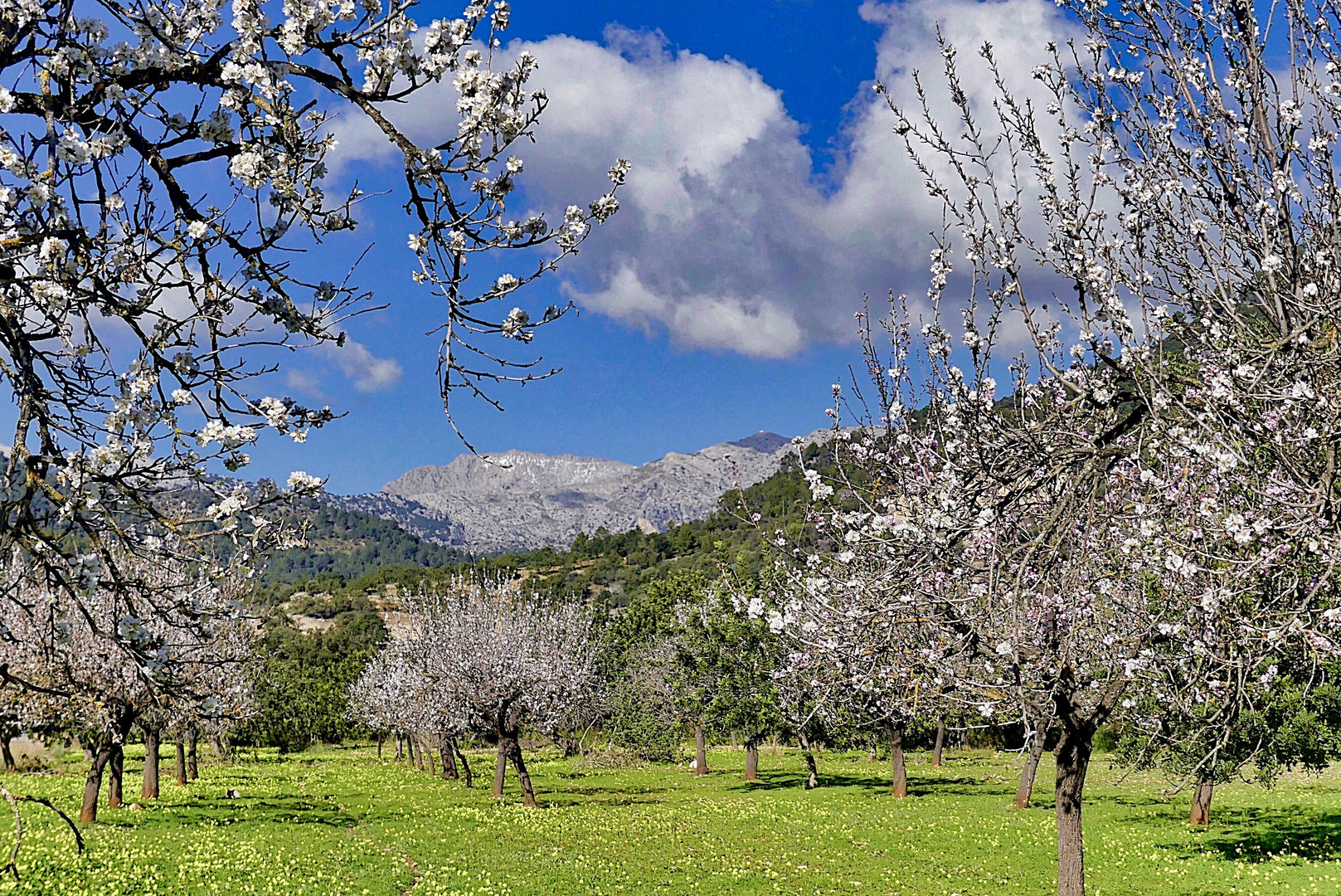 Mallorca-Frühlingstraum