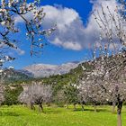 Mallorca-Frühlingstraum