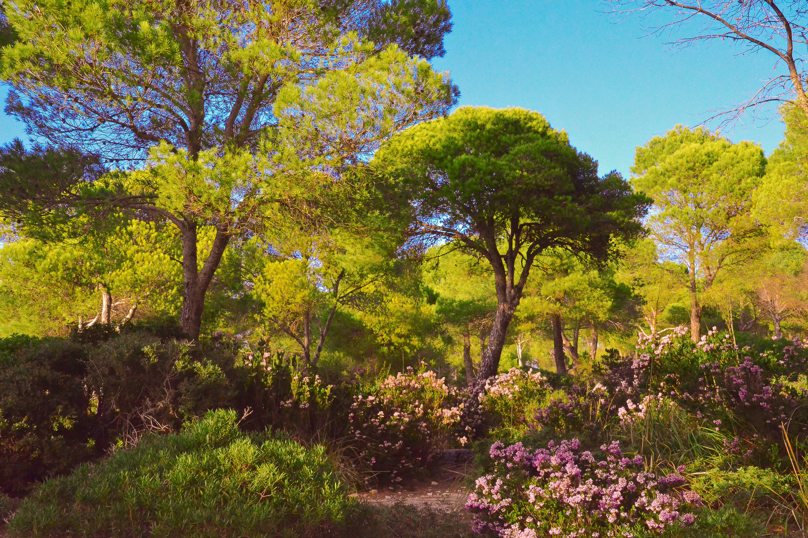 Mallorca-Heidebluete-im-Herbst