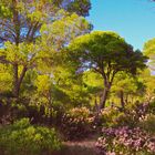 Mallorca-Heidebluete-im-Herbst