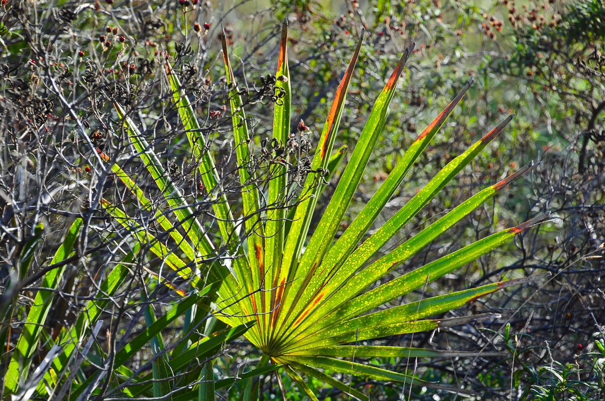 Mallorca Impressionen