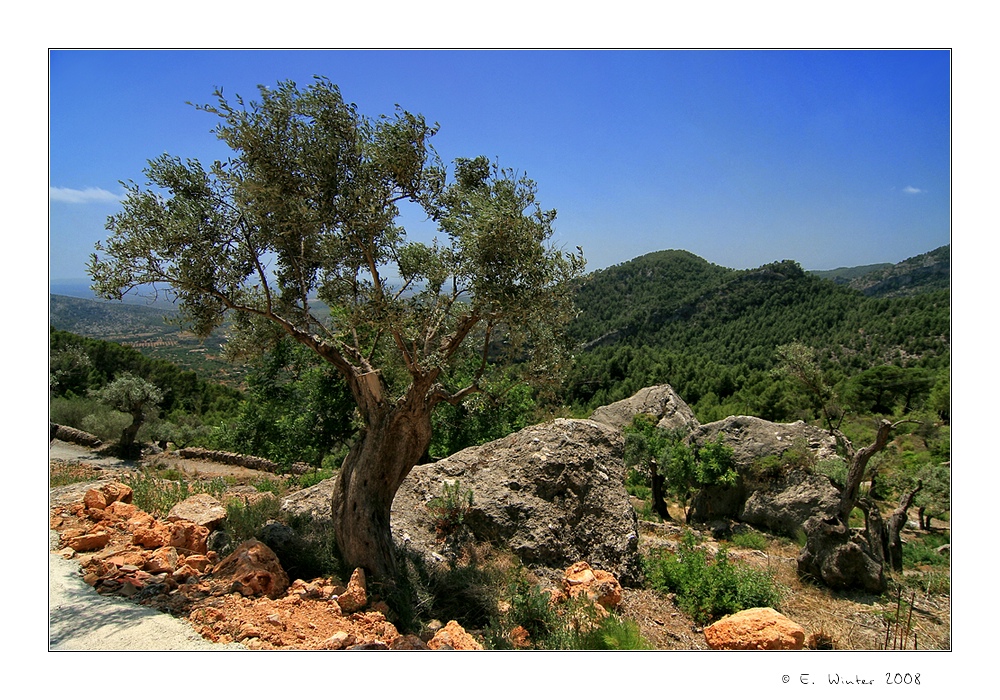 ~ Mallorca - Insel der Olivenbäume ~