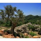 ~ Mallorca - Insel der Olivenbäume ~