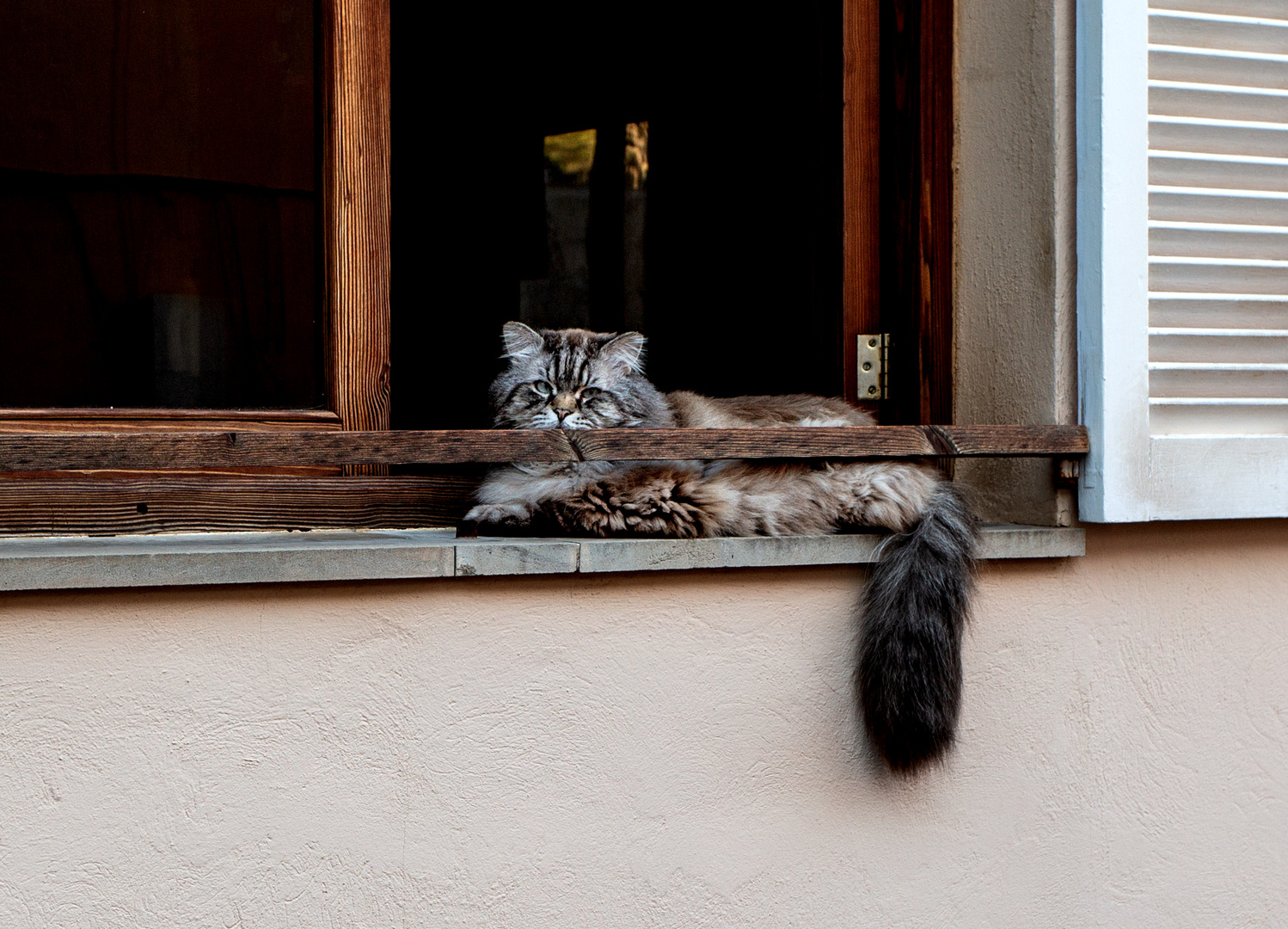 Mallorca Katze