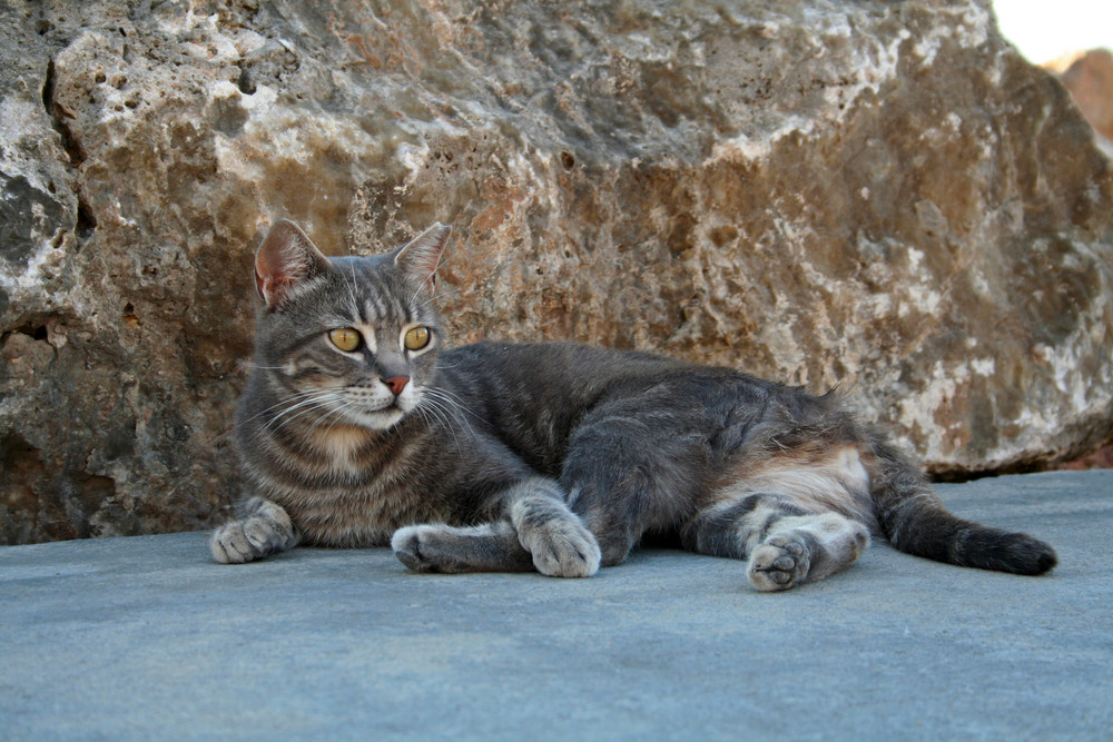 Mallorca Katze