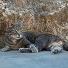 Mallorca Katze