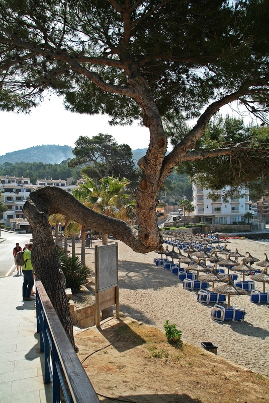 Mallorca, komischer Baumstamm