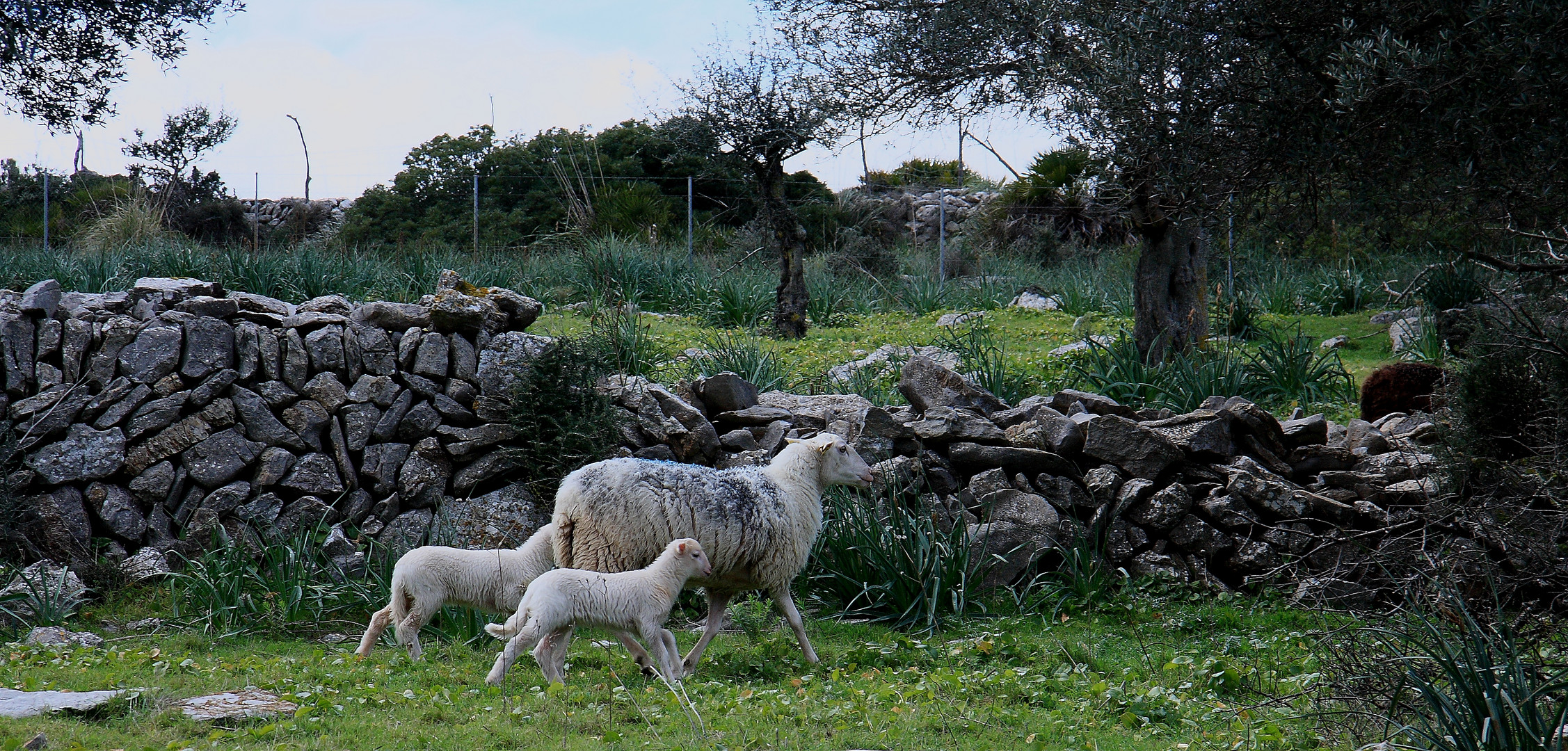 Mallorca Landschaft