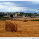 Mallorca, Landschaft bei Santa Margalida (paisaje alrededor de Santa Margalida)