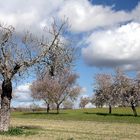 Mallorca Mandelblüte 1