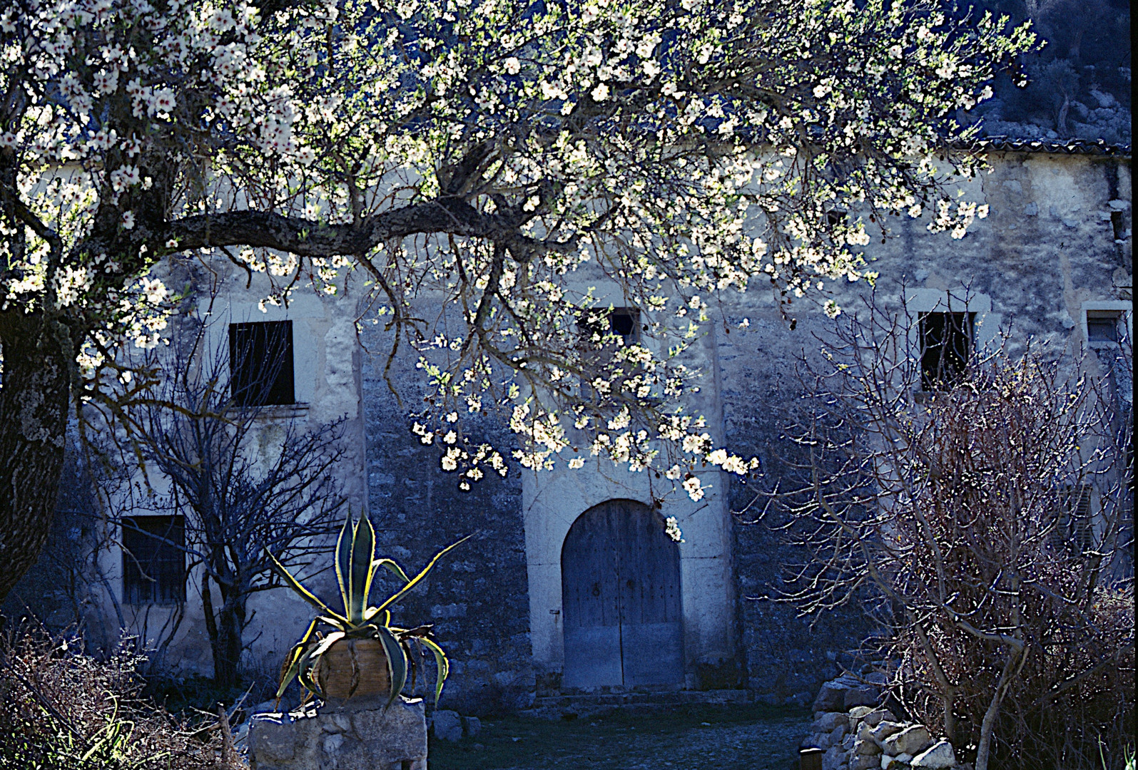 Mallorca-Mandelblüte 