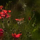 Mallorca Mohn