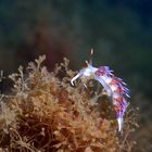 Mallorca - Nacktschnecke auf Beutezug