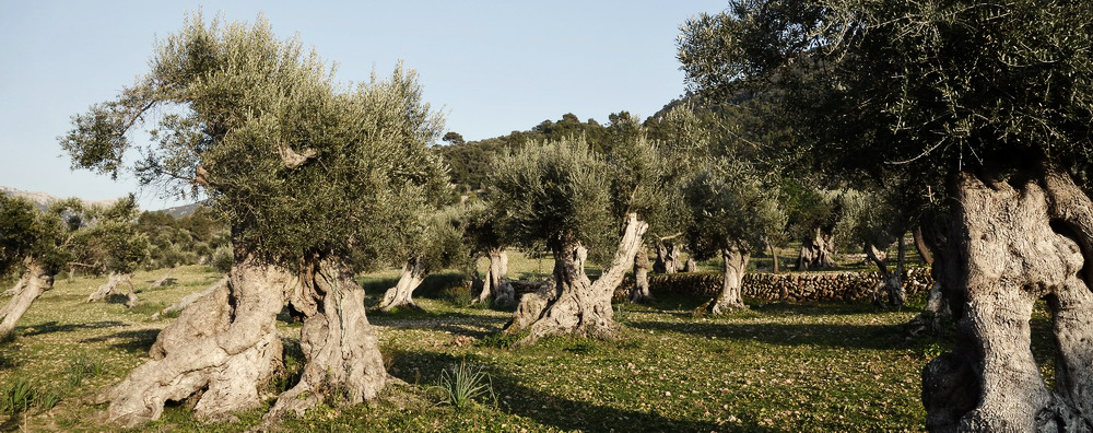 Mallorca - Olivenbäume
