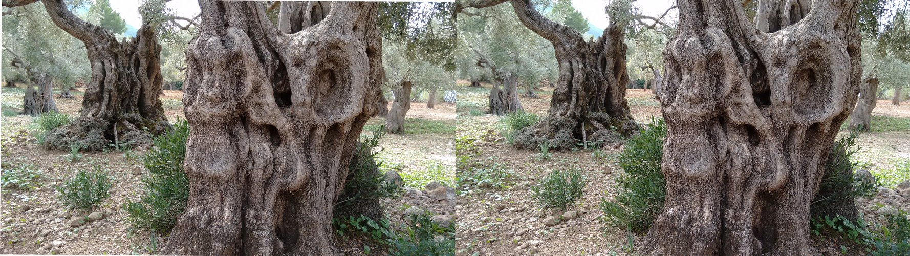 Mallorca-Olivenbaum01 (stereo X)
