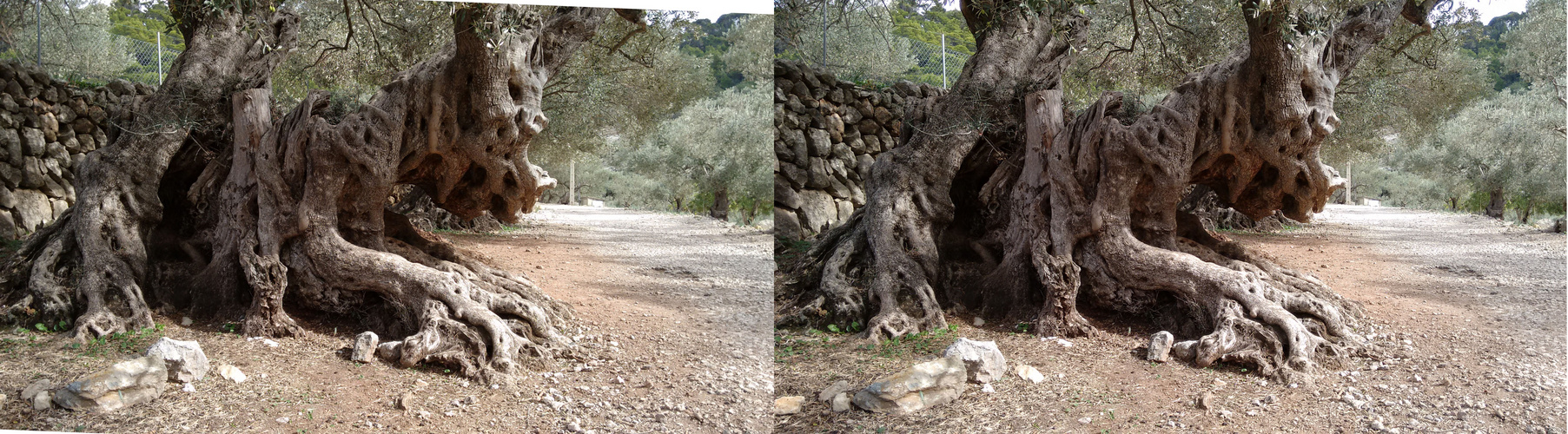 Mallorca-Olivenbaum04 (stereo X)