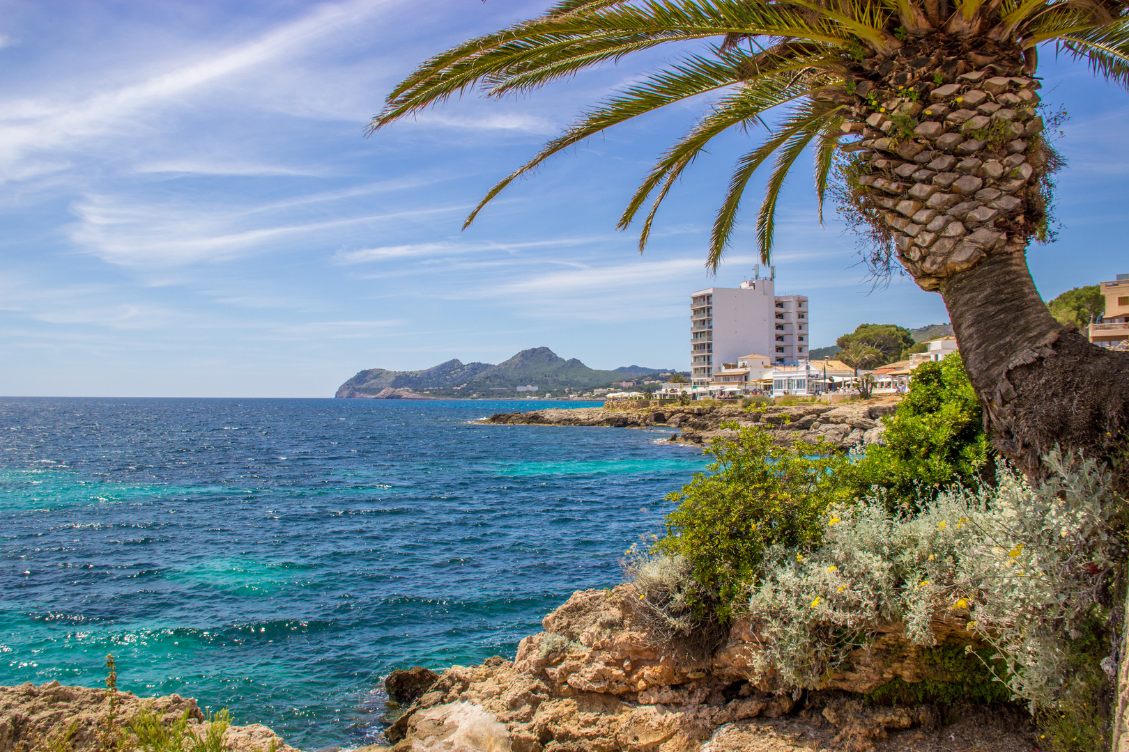 Mallorca Palme bei Sonnenschein