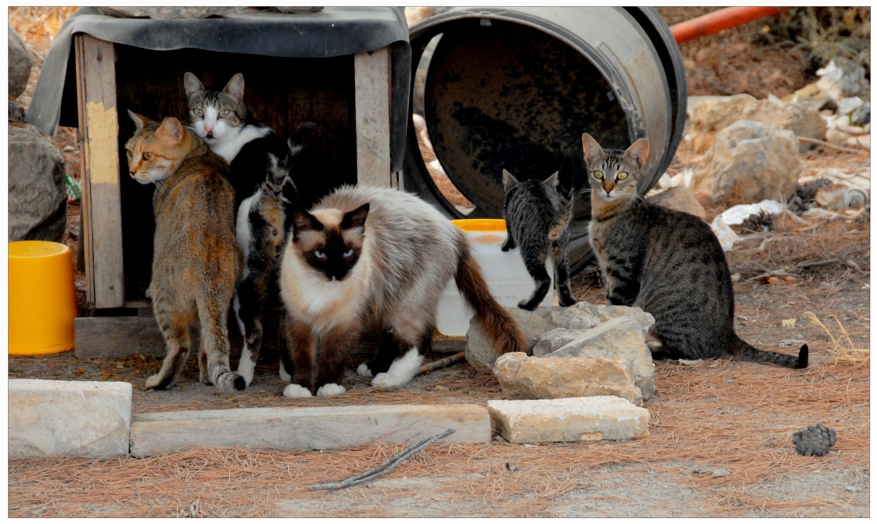 Mallorca, Puerto Pollenca, encuentro de los gatos (Katzentreffen)