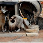 Mallorca, Puerto Pollenca, encuentro de los gatos (Katzentreffen)