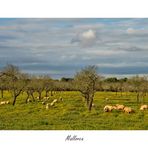 ~Mallorca-Romantik im Januar~