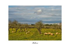 ~Mallorca-Romantik im Januar~