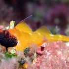 Mallorca - Schwarzkopfblenny