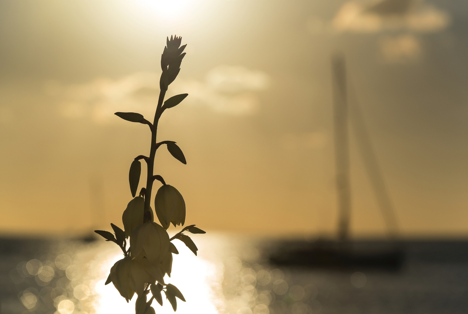 Mallorca - Sonne, Meer & Blüten