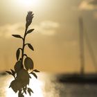 Mallorca - Sonne, Meer & Blüten
