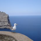 Mallorca und die Möwe