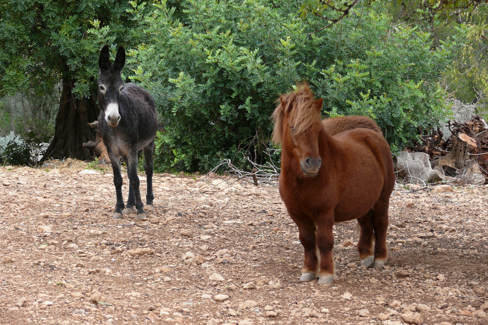 Mallorca wandern 6