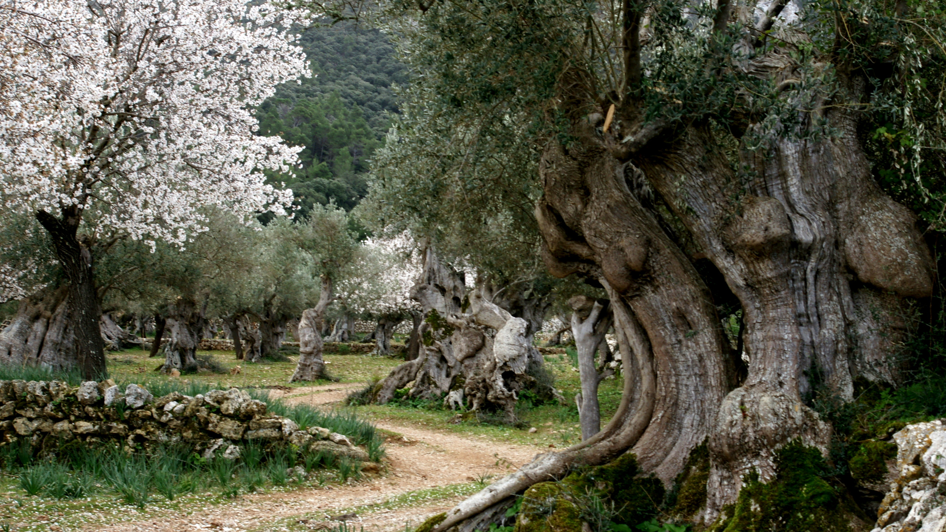 Mallorca Zeit der Mandelblüten