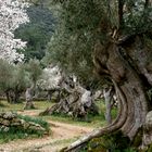 Mallorca Zeit der Mandelblüten