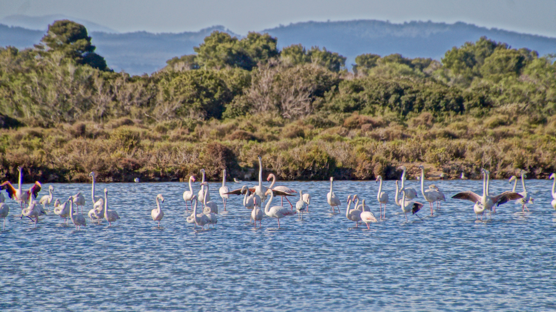 Mallorca's Flamingos