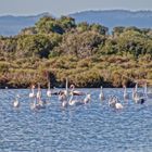 Mallorca's Flamingos