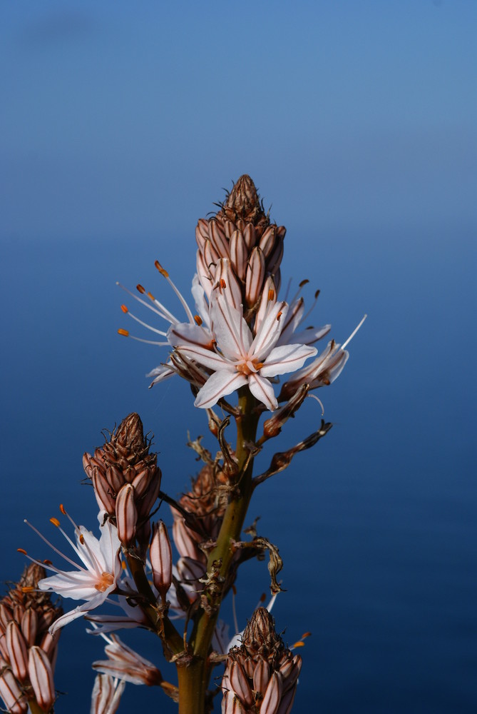 Mallorcas Flora