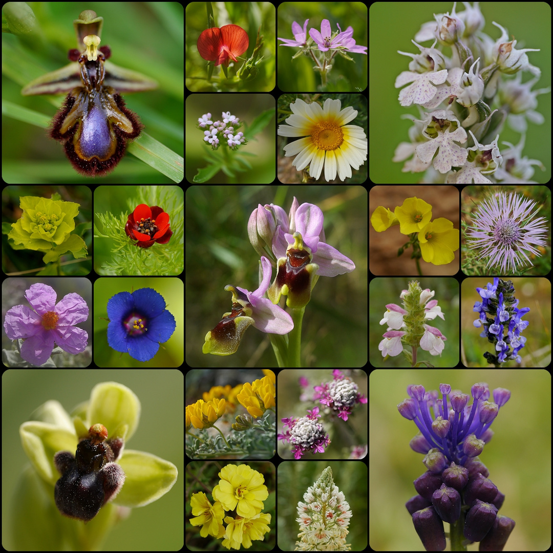 Mallorcas wilde Schönheiten (Blüte im März 2013)